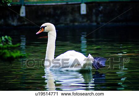 Stock Image - animals, geese, animal, goose, birds, Animal World. Fotosearch