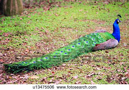 Stock Photograph - animals, peacock, Animal World, bird, birds, peacocks, animal. Fotosearch