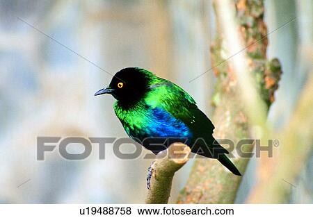 Stock Photo - bird, animal, birds, Animal World, animals. Fotosearch