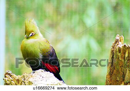 Picture - bird, animals, birds, Animal World, animal. Fotosearch