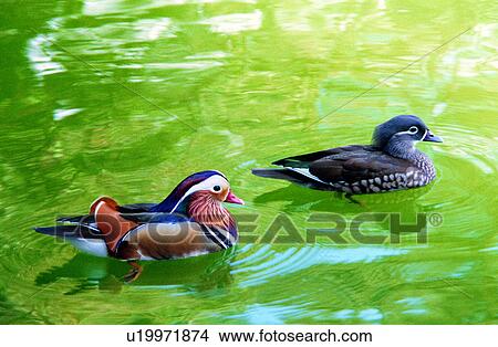 Picture - bird, animals, drakesAix galericulata, Mandarin ducks, Mandarin duck, animal. Fotosearch