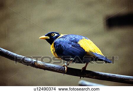 birds, animal, Animal World, bird, animals View Large Photo Image Picture - birds, animal, Animal World, bird, animals. Fotosearch