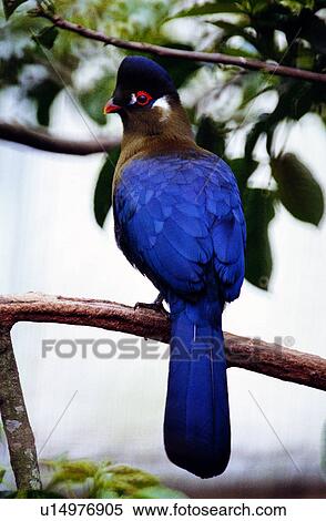 birds, animal, animals, bird, Animal World View Large Photo Image Stock Photography - birds, animal, animals, bird, Animal World. Fotosearch