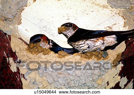 Picture - birds, Animal World, animals, bird, animal. Fotosearch