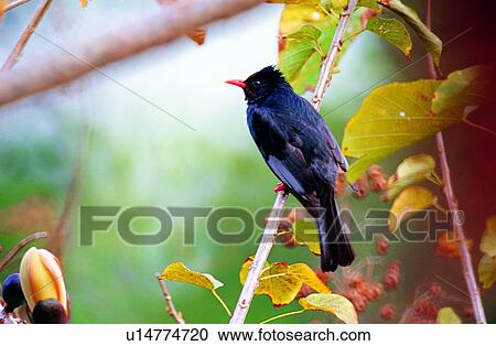 Stock Image - birds, Animal World, animals, bird, animal. Fotosearch