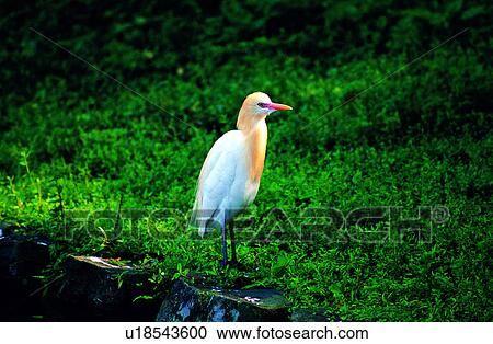 birds, Animal World, animals, bird, animal View Large Photo Image Stock Image - birds, Animal World, animals, bird, animal. Fotosearch