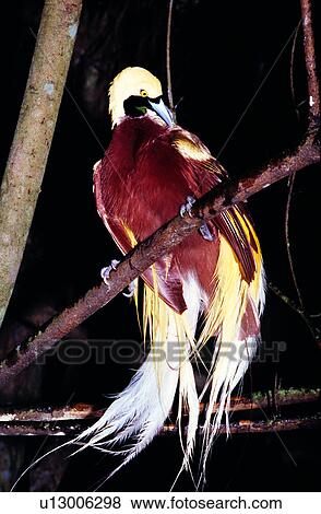 birds, Animal World, animals, bird, animal View Large Photo Image Stock Photo - birds, Animal World, animals, bird, animal. Fotosearch