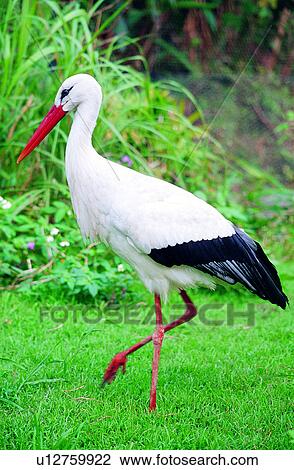 Stock Image - birds, Animal World, bird, animal, crane, animals. Fotosearch