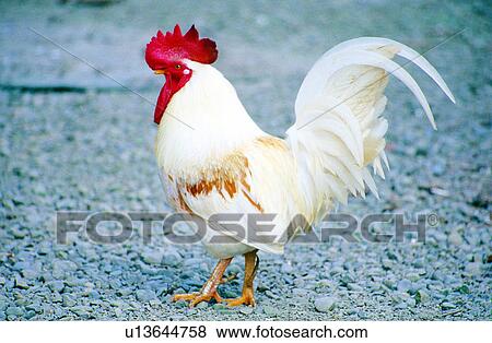 birds, Animal World, rooster, roosters, chickens, animals View Large Photo Image Stock Photo - birds, Animal World, rooster, roosters, chickens, animals. Fotosearch