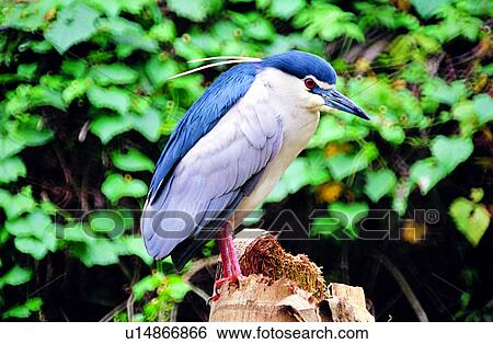 birds, animals, animal, Animal World, bird View Large Photo Image Stock Photograph - birds, animals, animal, Animal World, bird. Fotosearch