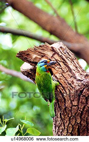 birds, animals, animal, Animal World, bird View Large Photo Image Stock Photograph - birds, animals, animal, Animal World, bird. Fotosearch
