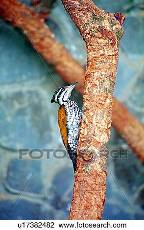 birds, animals, animal, plant, trunk, tree, Animal World View Large Photo Image Stock Image - birds, animals, animal, plant, trunk, tree, Animal World. Fotosearch