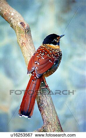 birds, animals, Animal World, bird, animal View Large Photo Image Stock Photo - birds, animals, Animal World, bird, animal. Fotosearch