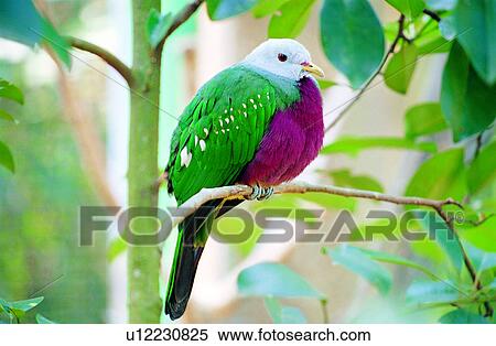 Stock Photography - birds, animals, bird, Animal World, animal. Fotosearch