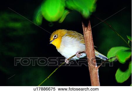 birds, animals, bird, Animal World, animal View Large Photo Image Stock Photography - birds, animals, bird, Animal World, animal. Fotosearch
