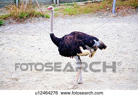 Stock Photograph - birds, animals, ostrich, animal, Animal World, ostriches. Fotosearch
