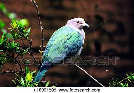 birds, bird, animal, Animal World, animals View Large Photo Image Stock Photography - birds, bird, animal, Animal World, animals. Fotosearch