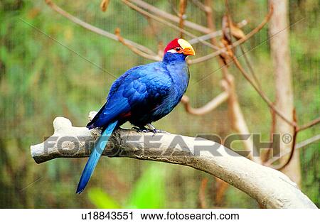 Stock Image - birds, bird, animals, Animal World, animal. Fotosearch