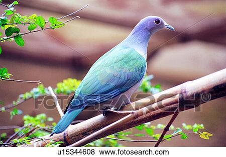 birds, pigeons, animals, Animal World, bird, animal, pigeon View Large Photo Image Stock Photo - birds, pigeons, animals, Animal World, bird, animal, pigeon. Fotosearch