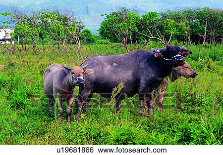Stock Photograph - bull, mammal, cows, Animal World, oxen, animal, cow. Fotosearch