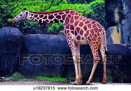 Stock Photography - giraffe, giraffes, animal, animals, Animal World, Mammals. Fotosearch