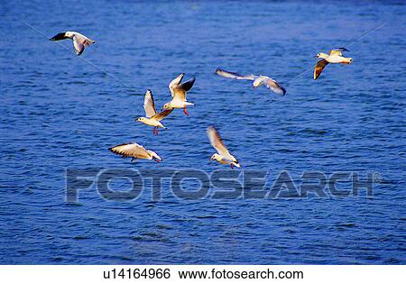 gulls, gull, birds, Animal World, animals, animal View Large Photo Image Stock Photograph - gulls, gull, birds, Animal World, animals, animal. Fotosearch