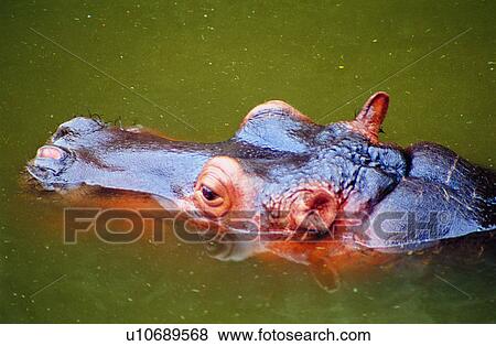 hippopotami, hippopotamus, Animal World, Mammals, mammal, animals View Large Photo Image Stock Photo - hippopotami, hippopotamus, Animal World, Mammals, mammal, animals. Fotosearch