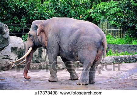 mammal, animals, elephant, Animal World, Mammals, animal View Large Photo Image Stock Photo - mammal, animals, elephant, Animal World, Mammals, animal. Fotosearch
