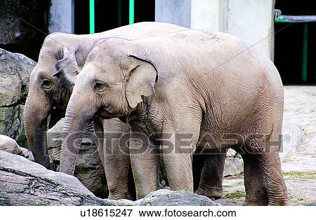Stock Photo - mammal, elephants, Mammals, elephant, animals, animal. Fotosearch