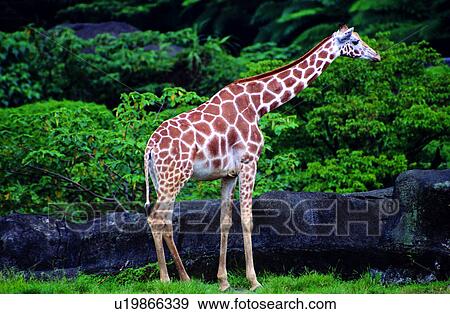 Stock Photo - mammal, giraffe, animals, Animal World, Mammals, giraffes. Fotosearch