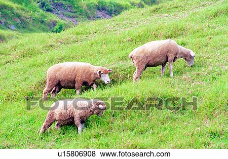 mammal, sheep, Animal World, animal, animals, Mammals View Large Photo Image Stock Photo - mammal, sheep, Animal World, animal, animals, Mammals. Fotosearch