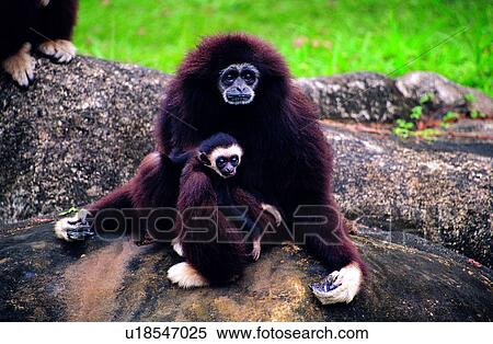 Stock Photography - Mammals, animals, Animal World, monkeys, mammal, monkey, animal. Fotosearch