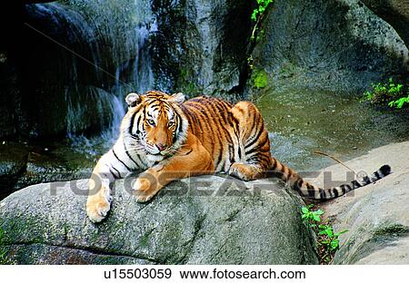 Mammals, animals, tigers, Animal World, animal, tiger View Large Photo Image Stock Photo - Mammals, animals, tigers, Animal World, animal, tiger. Fotosearch