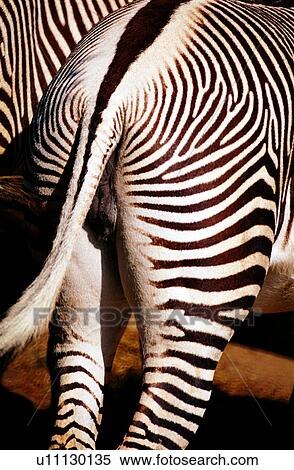 Mammals, animals, zebras, mammal, zebra, animal View Large Photo Image Stock Photography - Mammals, animals, zebras, mammal, zebra, animal. Fotosearch