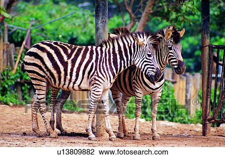 Mammals, mammal, animal, zebras, animals, zebra View Large Photo Image Stock Image - Mammals, mammal, animal, zebras, animals, zebra. Fotosearch
