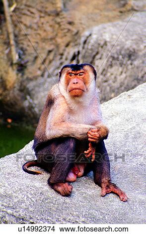 Mammals, mammal, monkeys, animals, animal, monkey, Animal World View Large Photo Image Picture - Mammals, mammal, monkeys, animals, animal, monkey, Animal World. Fotosearch
