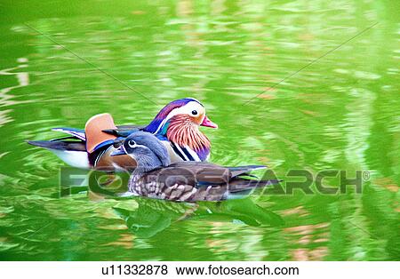 Mandarin duck, duck, birds, Mandarin ducks, Animal World, ducks, animal View Large Photo Image Stock Photo - Mandarin duck, duck, birds, Mandarin ducks, Animal World, ducks, animal. Fotosearch