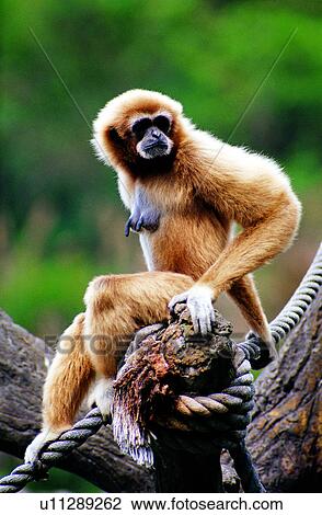monkeys, Animal World, monkey, animals, Mammals, animal View Large Photo Image Stock Image - monkeys, Animal World, monkey, animals, Mammals, animal. Fotosearch