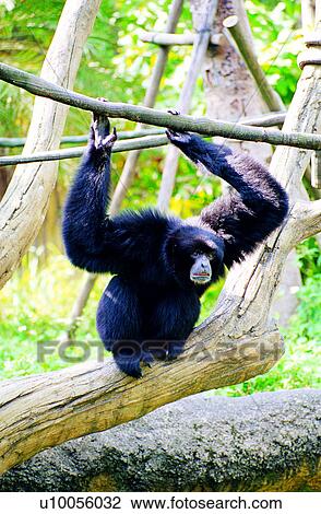 monkeys, gibbon, gibbons, Animal World, animal, monkey View Large Photo Image Stock Image - monkeys, gibbon, gibbons, Animal World, animal, monkey. Fotosearch