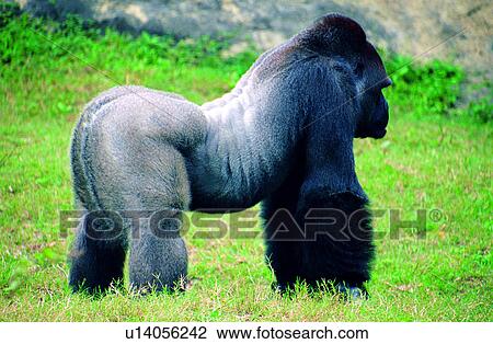 Stock Image - orangutan, animal, Mammals, Animal World, mammal, orangutans. Fotosearch