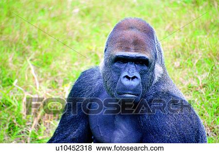 orangutan, orangutans, animals, Mammals, mammal, Animal World View Large Photo Image Stock Photo - orangutan, orangutans, animals, Mammals, mammal, Animal World. Fotosearch