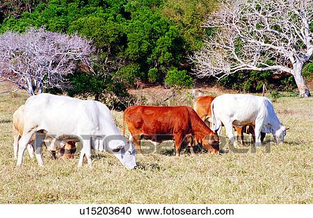 ox, cow, Animal World, cattle, animal, bulls, mammal View Large Photo Image Stock Image - ox, cow, Animal World, cattle, animal, bulls, mammal. Fotosearch