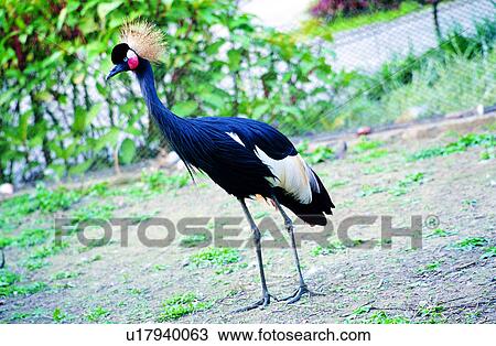 peacock, animals, birds, peacocks, Animal World, animal View Large Photo Image Stock Image - peacock, animals, birds, peacocks, Animal World, animal. Fotosearch