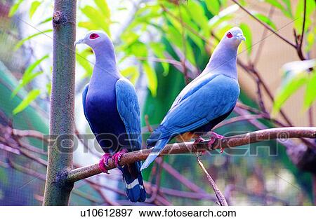 pigeon, bird, animals, Animal World, pigeons, animal View Large Photo Image Stock Photo - pigeon, bird, animals, Animal World, pigeons, animal. Fotosearch