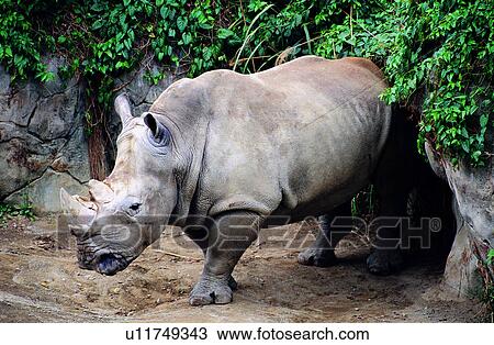 Stock Image - rhinos, rhinoceroses, animals, Animal World, rhinoceros, animal, mammal. Fotosearch