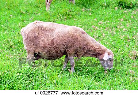 sheep, animals, animal, Mammals, mammal, Animal World View Large Photo Image Stock Photo - sheep, animals, animal, Mammals, mammal, Animal World. Fotosearch
