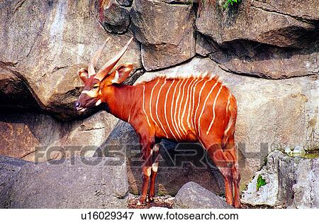 Stock Photo - sheep, animals, mammal, animal, Animal World, Mammals. Fotosearch