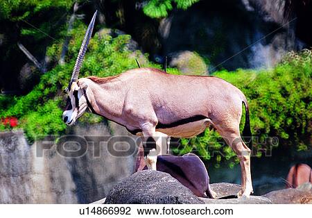 Stock Image - sheep, Mammals, animals, animal, mammal, Animal World. Fotosearch