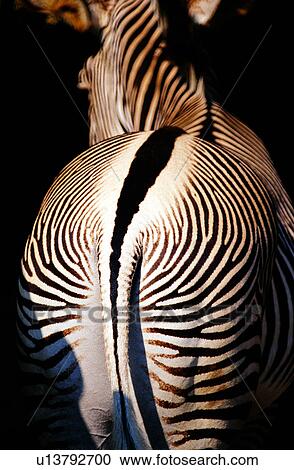 Stock Image - zebra, Animal World, Mammals, animal, mammal, animals, zebras. Fotosearch