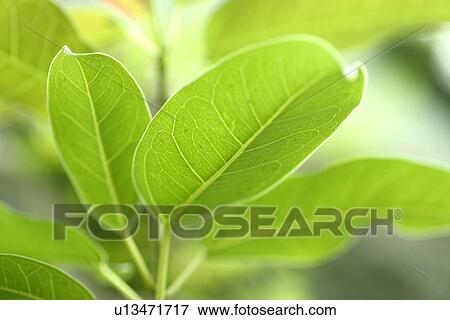 Cool, Exuberating, Growing, Green? Leaves, Veins, Plants View Large Photo Image Stock Photo - Cool, Exuberating, Growing, Green? Leaves, Veins, Plants. Fotosearch